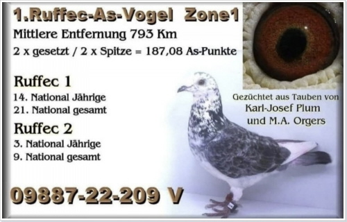 RUFFEC AS VOGEL