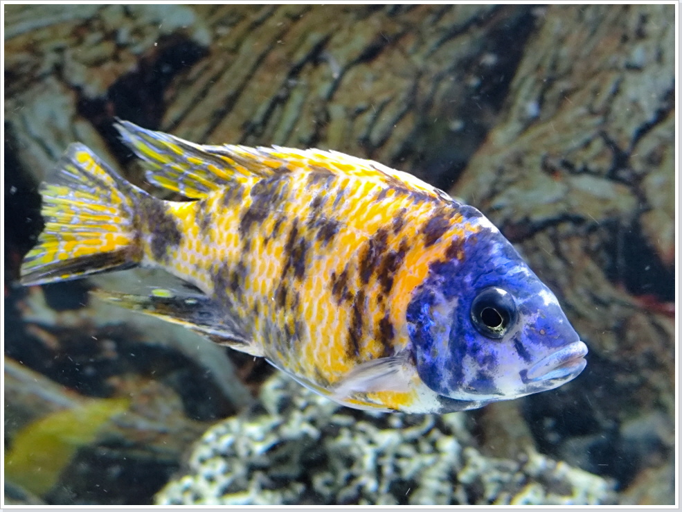 Malawi marmelade blue