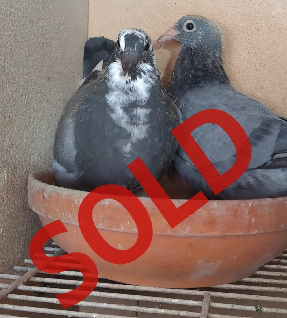 Jungtauben aus meinem Kannibaalenpaar